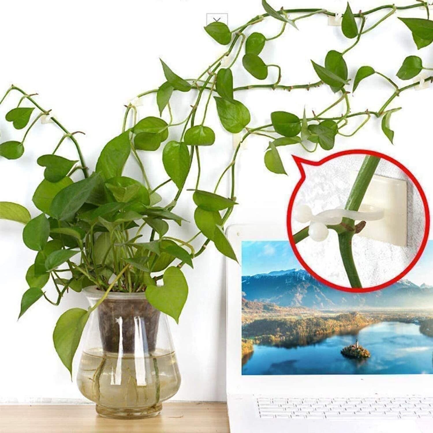 Invisible Plant Fixture Clip Climbing Wall Self Adhesive Tied Vine Buckle Hook