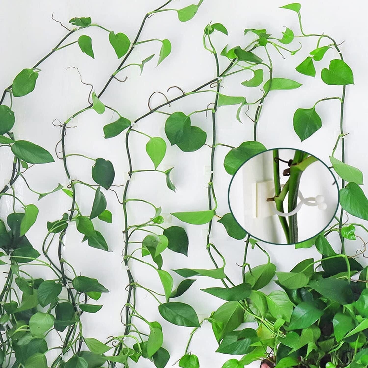 Invisible Plant Fixture Clip Climbing Wall Self Adhesive Tied Vine Buckle Hook